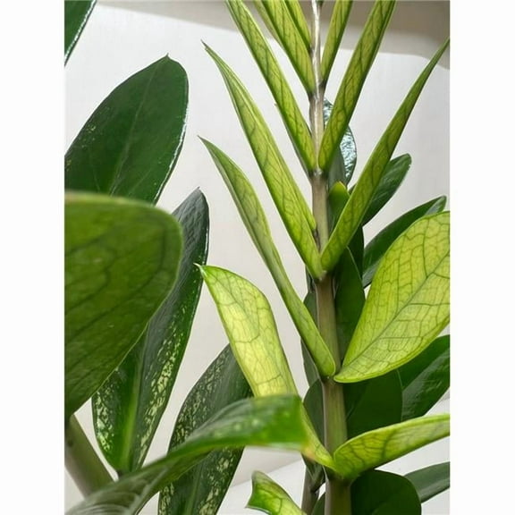 House Plant Dropship 6-ZAMIOCULCAS-CHAMELEON 6 in. Zamioculcas Chameleon Plant
