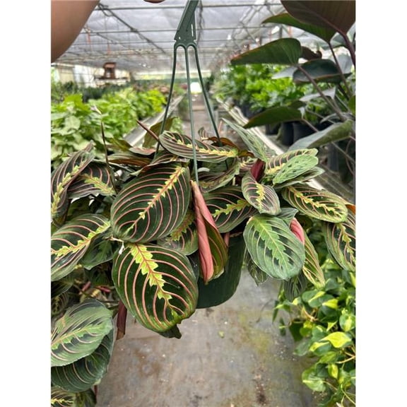 House Plant Dropship 8-MARANTA-RED Maranta Red Prayer Plant