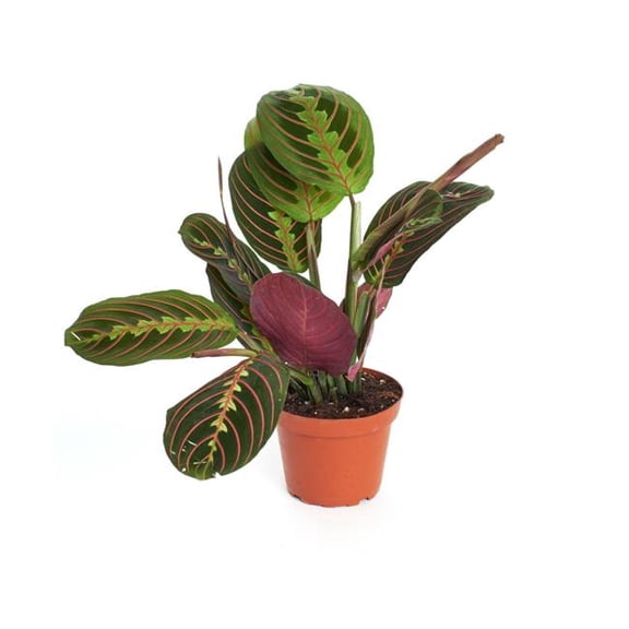 House Plant Dropship 8-MARANTA-RED-RV 8 in. Maranta Red Prayer ReVased Pot Plant