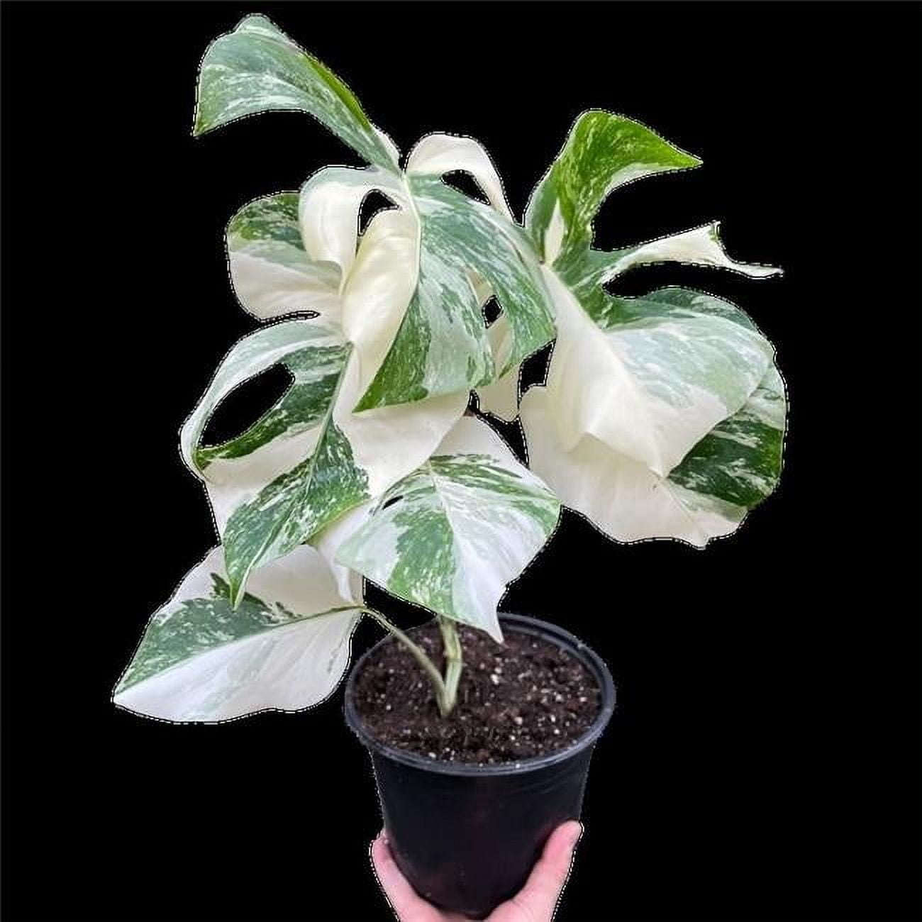 House Plant Dropship 8-MONSTERA-ALBO Monstera Albo Borsigiana Variegated  Plant - Walmart.com