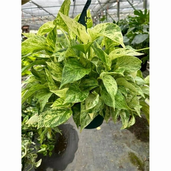 House Plant Dropship 8-POTHOS-MARBLE.QUEEN Pothos Marble Queen Plant