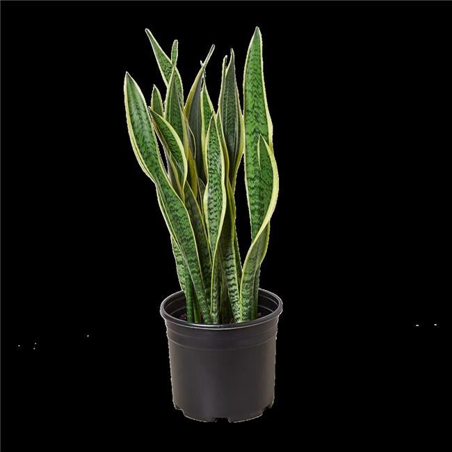 House Plant Dropship 8-SNAKE-LAURENTII Snake Laurentii Plant - Walmart.com