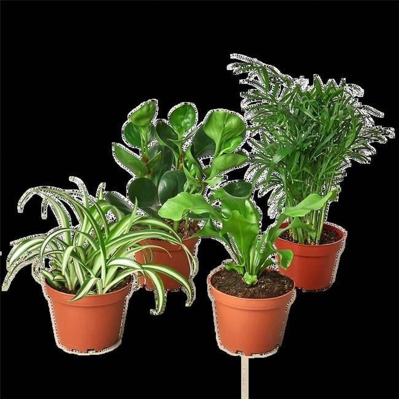 House Plant Dropship BUNDLE-PET.FRIENDLY-3IN 3 in. Pet Friendly Variety  Bundle