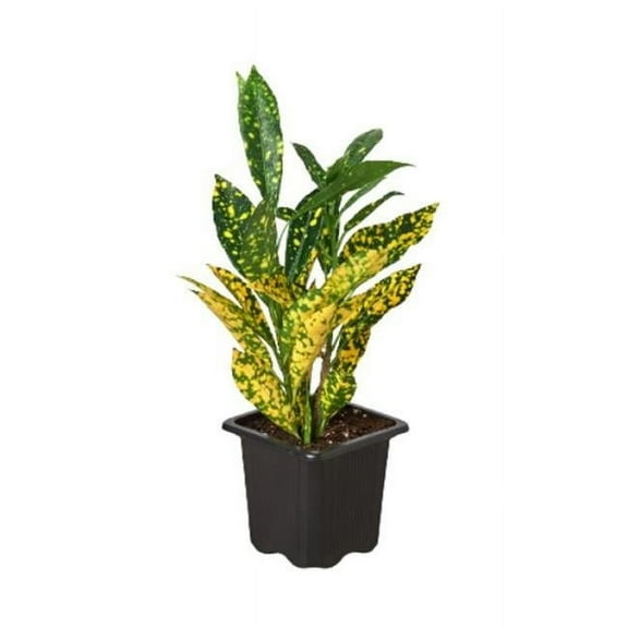 House Plant Dropship Croton Gold Dust Live Plants in 3" Pot