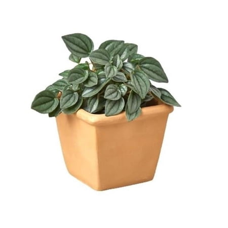 House Plant Dropship membership3 1 Pre-Potted Subscription Box