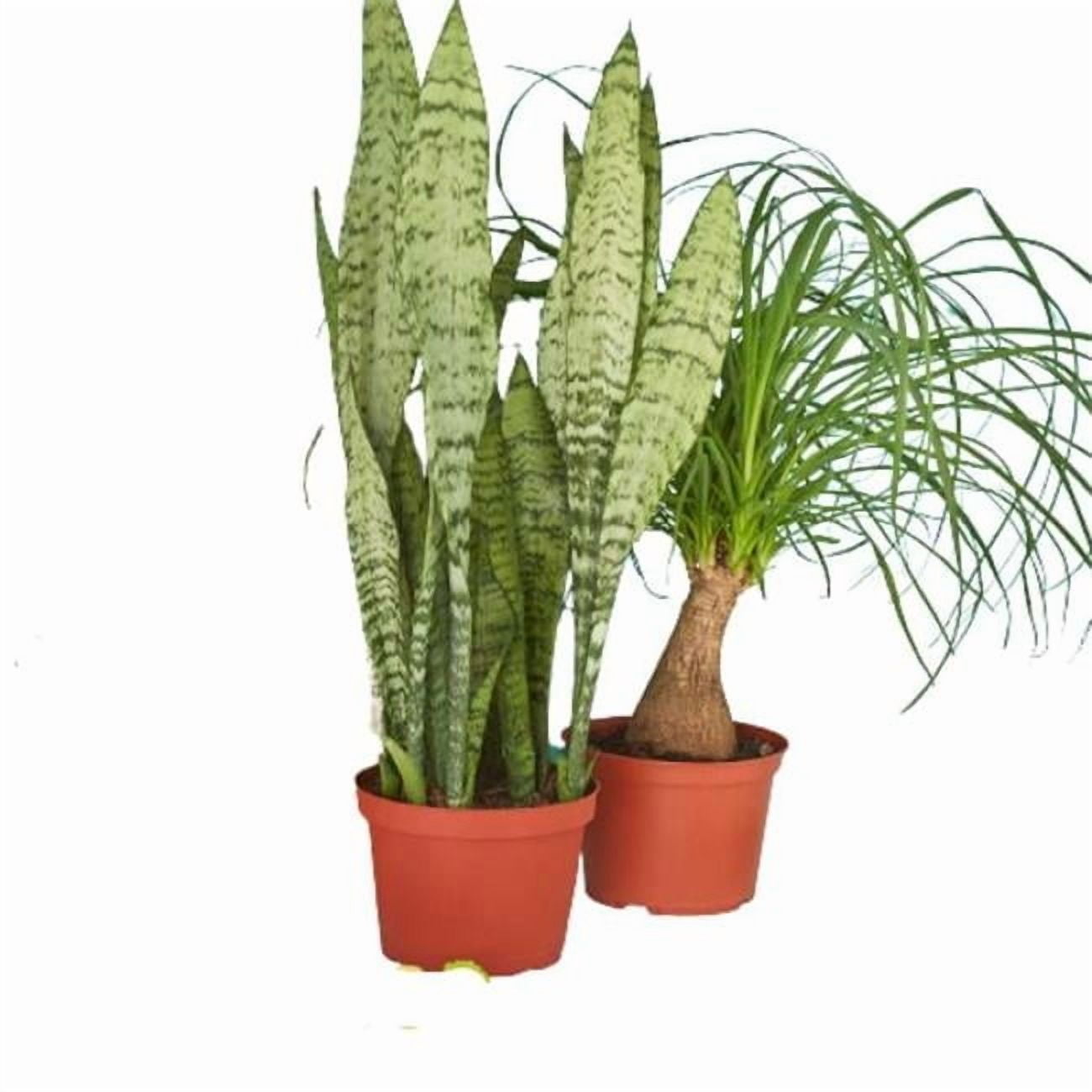House Plant Dropship membership4 2 - 6 in. Indoor Plants Premium Subscription box