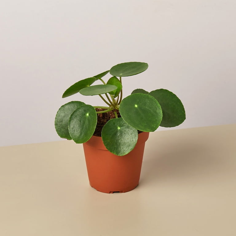 House Plant Shop 4" Pilea Peperomioides Chinese Money Live Plants in 4"  Pots - Walmart.com