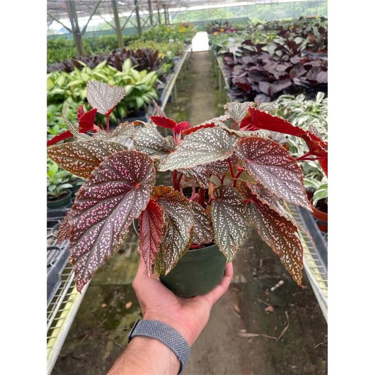 House Plant Shop 6-BEGONIA-PINK.ANGEL.WING Begonia Pink Angel Wing Plant
