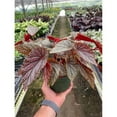 thumbnail image 1 of House Plant Shop 6-BEGONIA-PINK.ANGEL.WING Begonia Pink Angel Wing Plant, 1 of 1