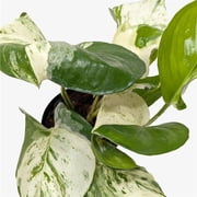 House Plant Shop 6-POTHOS-MANJULA Pothos Manjula Plant in 6 in. Nursery Pot