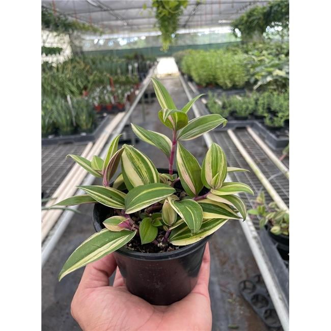 pinnatum pothos Epipremnum pinnatum --Albo Pothos--