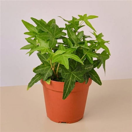 House Plants English Ivy Live Plant in 4" Pot, Fast Growing