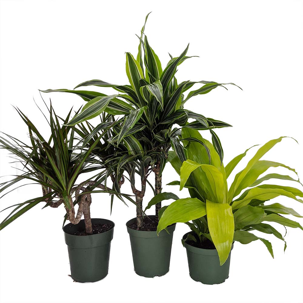 House of Dragons - Collection of 3 Dragon Trees in 6" Pots - Dracaena - image 1 of 1