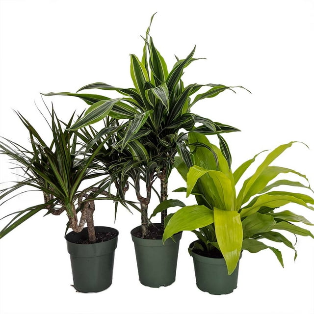 House of Dragons - Collection of 3 Dragon Trees in 6" Pots - Dracaena