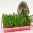 thumbnail image 1 of WRISTBIQUE Cat Grass Planter Pink 1Set 12.8X8.9In, 1 of 6