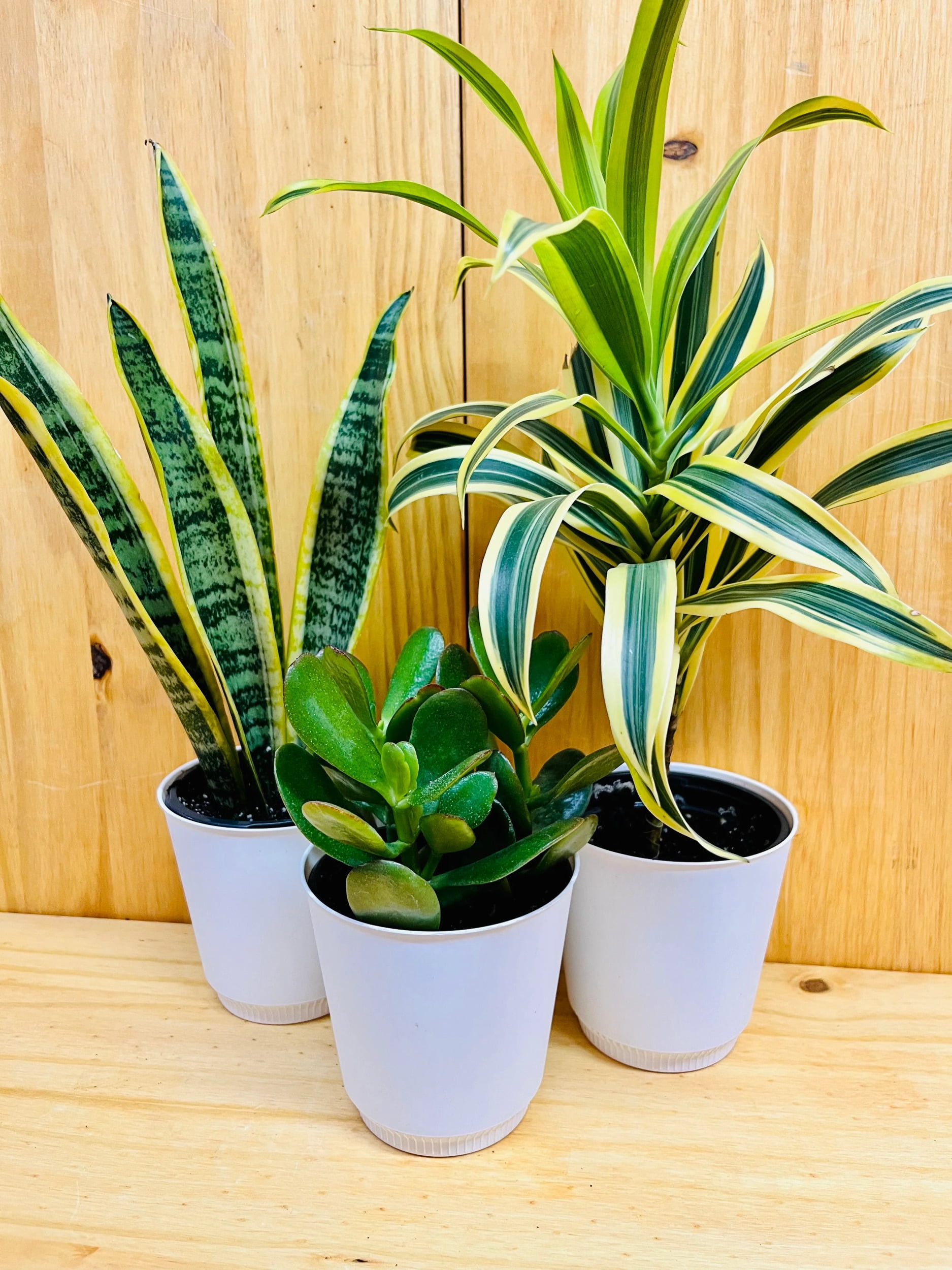 Houseplant Easy Care Three Plant Starter Pack. 4 Snake Plant, Jade & Song of India includes White Cover Pots