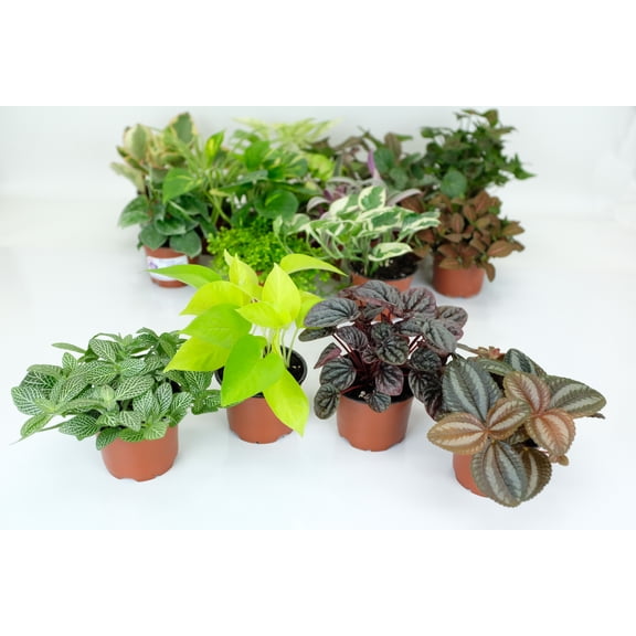 Houseplant Variety Pack (4 Plants) (4" Pots) Easy Care - Assorted Tropical Foliage - Clean Air