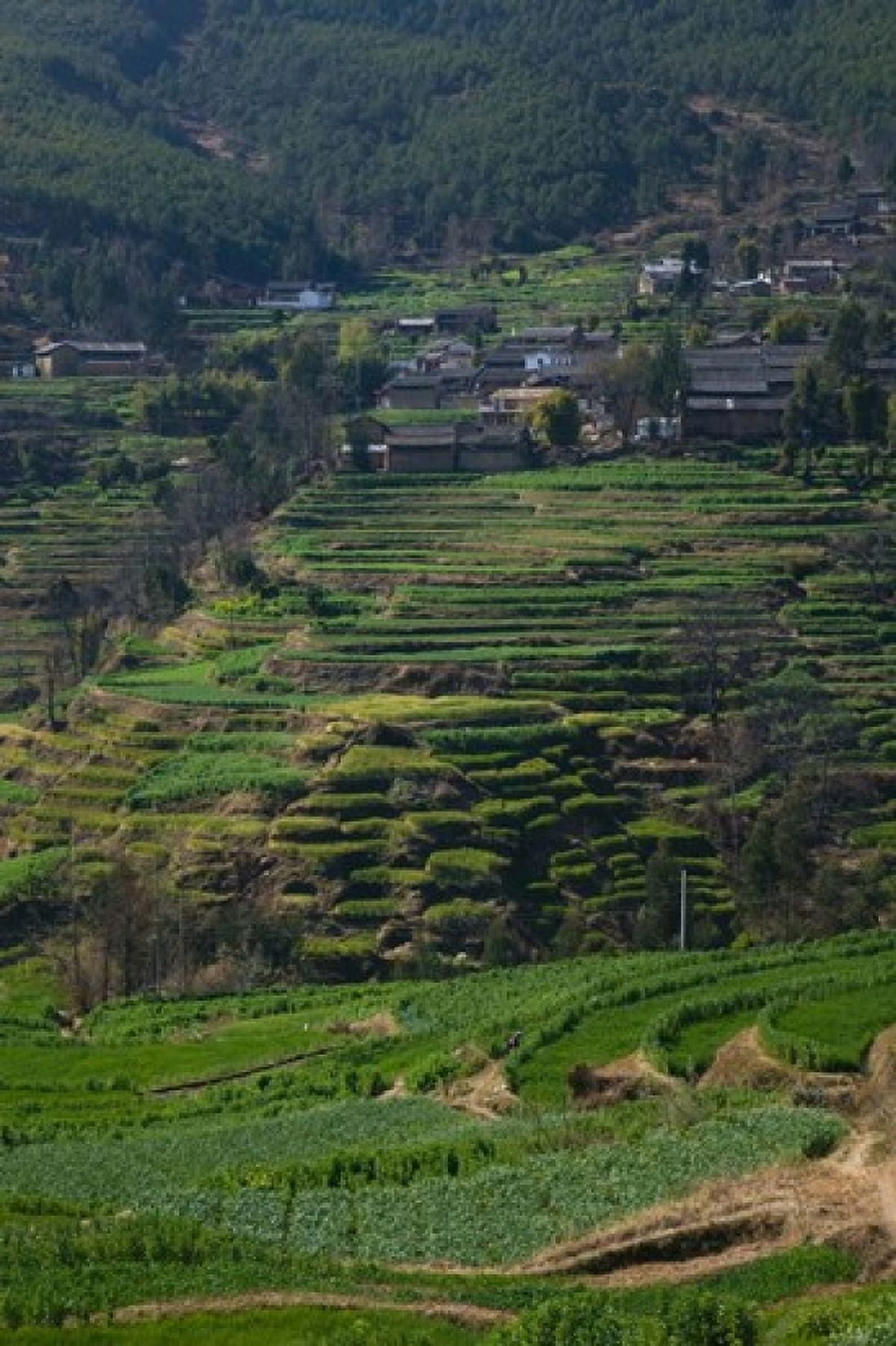 Houses with terraced fields at mountainside Heqing Yunnan Province China Canvas Art - Panoramic Images (24 x 36)
