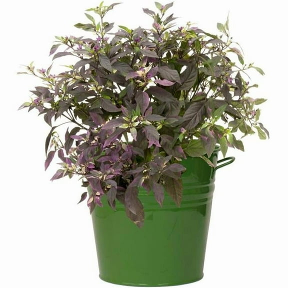Houston International Trading 6051E SA S-2 9 x 9 in. Enameled Galvanized Steel Planter, Sage Green - Set of 2