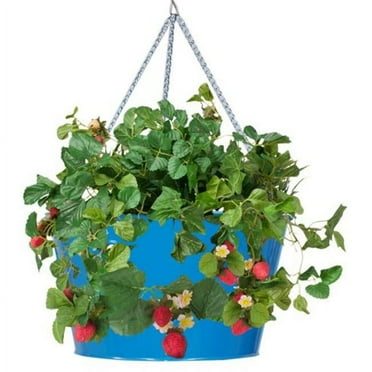 Houston International Trading 8495E B Enameled Galvanized Hanging Strawberry & Flower Planter, Blue