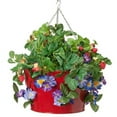 thumbnail image 1 of Houston International Trading 8495E XR Enameled Galvanized Hanging Strawberry & Flower Planter, Red, 1 of 1