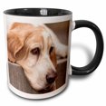 thumbnail image 1 of 3drose, Houston, Texas, Usa. Sad and Bored Elderly Basset Hound Resting., 15oz Two-tone Black Mug, 1 of 6