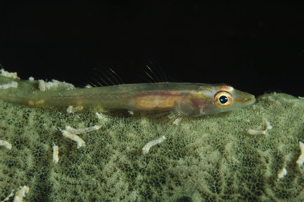 Hovering goby on a green sponge Fiji Canvas Art - Todd WinnerStocktrek Images (35 x 23)