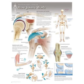 How Joints Work Wall Chart : 8101 (Wallchart)
