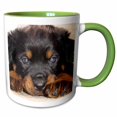 thumbnail image 1 of 3drose, How Low Can You Go - Rottweiler, Rottweilers, Rottie, Rotties, Rottie Owner, Rottweiler Puppy, 11oz Two-tone Green Mug, 1 of 6
