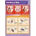 thumbnail image 1 of How Muscles Work PE Classroom Poster  Physical Education Middle & High School Class Decoration, 1 of 1