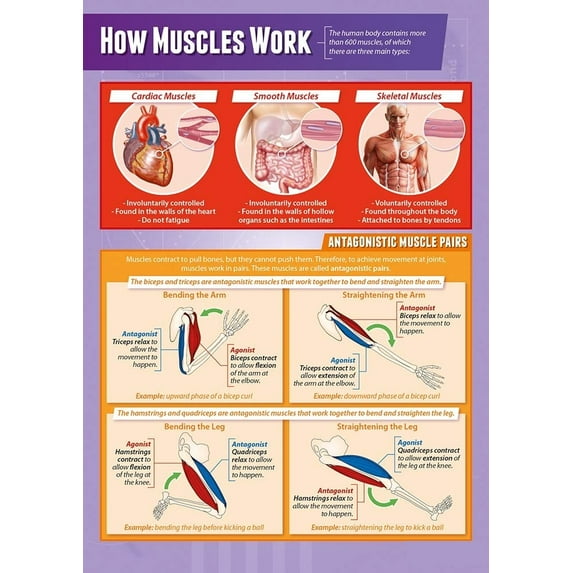 How Muscles Work PE Classroom Poster Physical Education Middle & High School Class Decoration