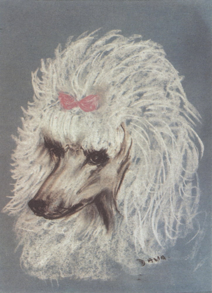 How to Clip a Poodle 1962 Pretty poodle Canvas Art - Dana Miller (18 x 24)