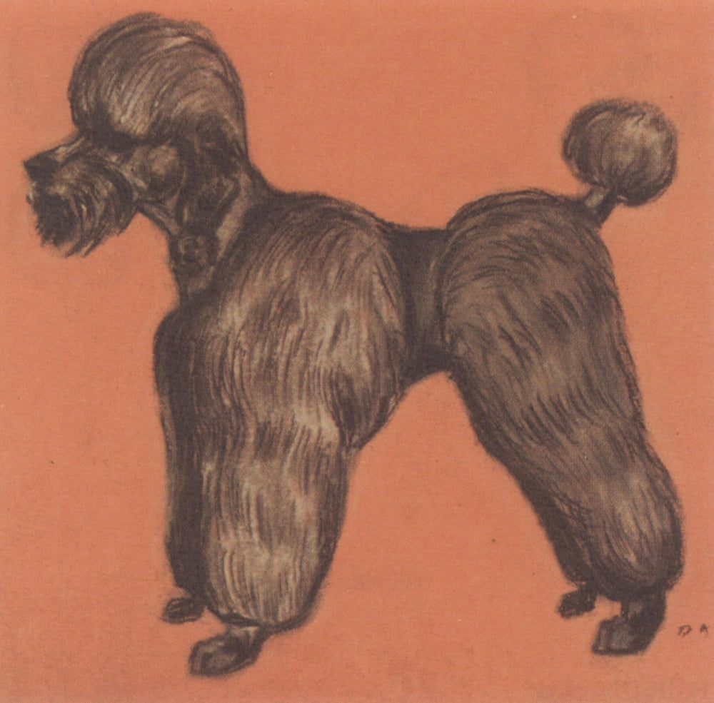 How to Clip a Poodle 1962 black poodle Canvas Art - Dana Miller (18 x 24)