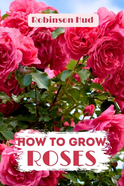 How to Grow Roses: Easy guide to planning, planting and growing a rose ...