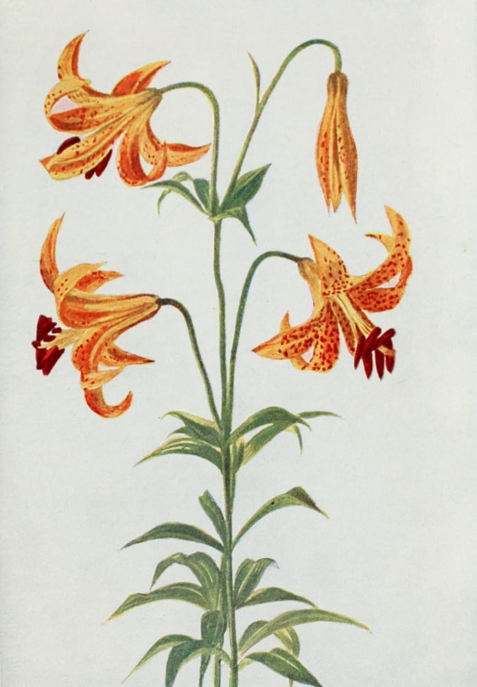 How to know the Wild Flowers 1909 Meadow Lily Canvas Art - Marion Satterlee (18 x 24)