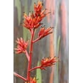 thumbnail image 1 of Howard "Crayon Tree" Wall Decal, 1 of 2