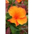 thumbnail image 1 of Howard Orange Flower Wall Decal, 1 of 2