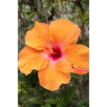 Howard Orange Hybiscus Glossy Poster