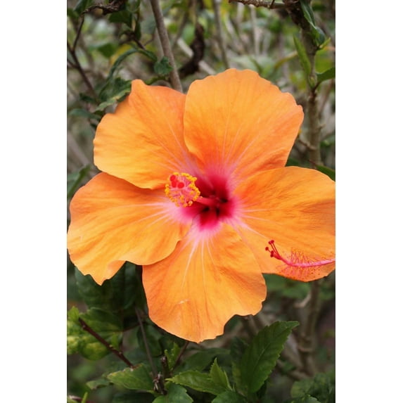 Howard Orange Hybiscus Glossy Poster