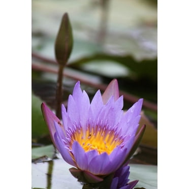 Howard Purple Flower Glossy Poster