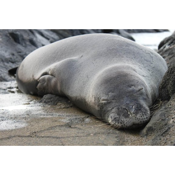 Howard Sleeping Seal Wall Decal