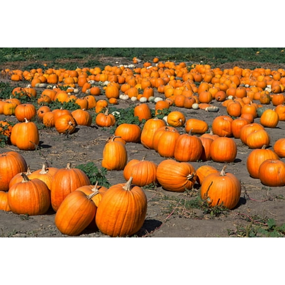 Howden Pumpkin Seeds