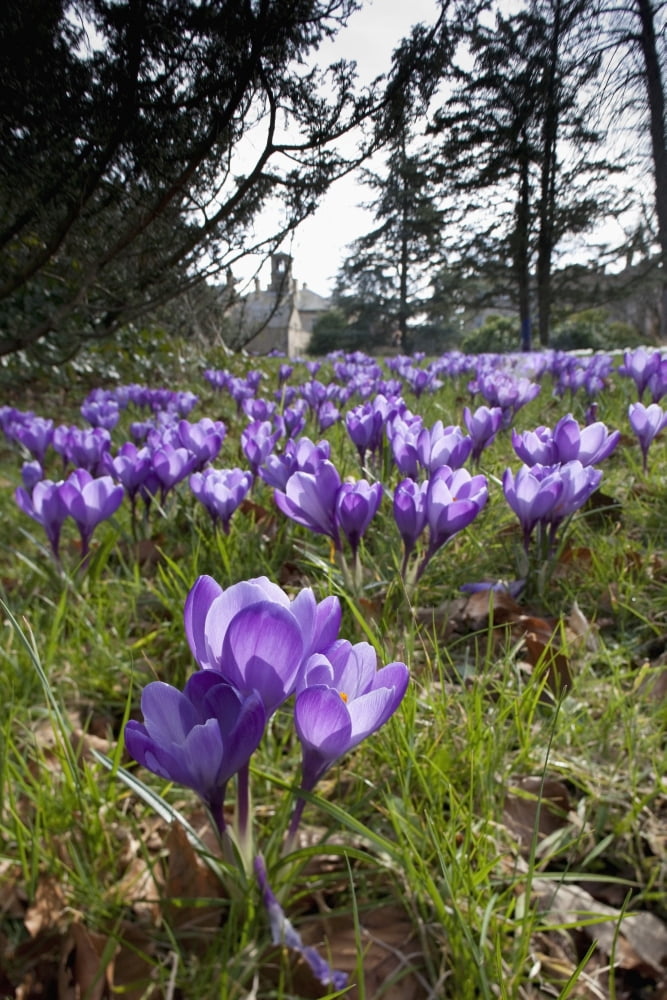 Howick Northumberland England Purple Tulips In A Field At Howick Hall Canvas Art - John Short  Design Pics (12 x 19)