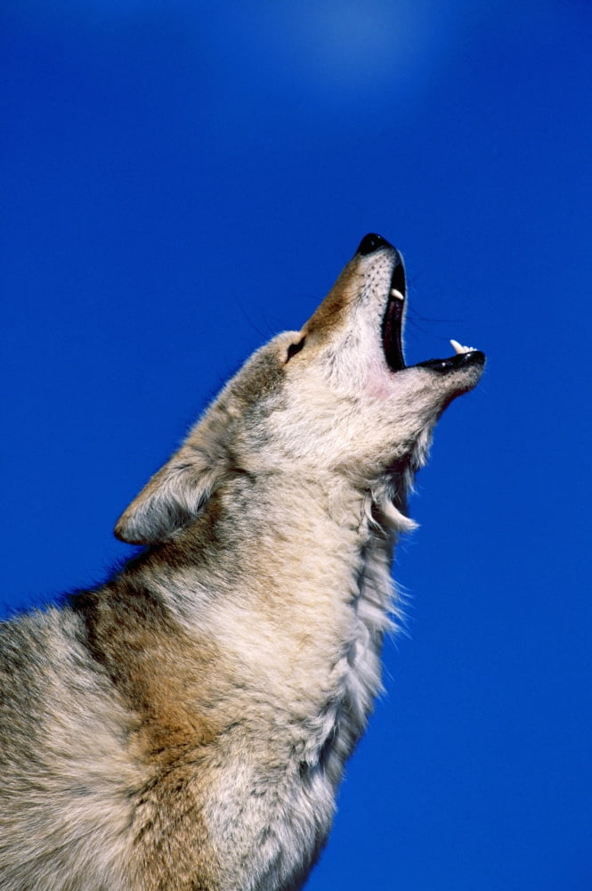 Howling Coyote Canvas Art - Natural Selection David Ponton Design Pics (12 x 18)