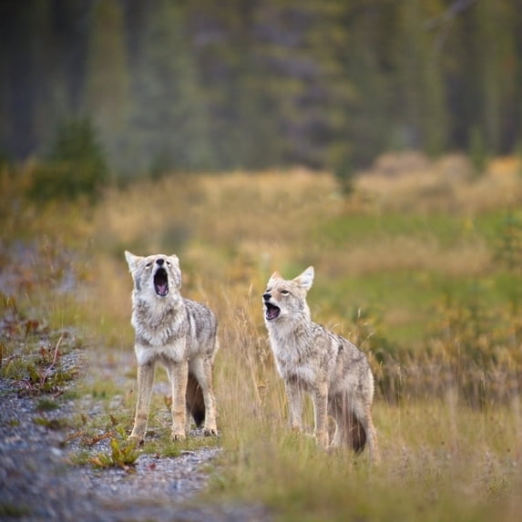 Howling Coyotes; Canmore Alberta Canada Poster Print