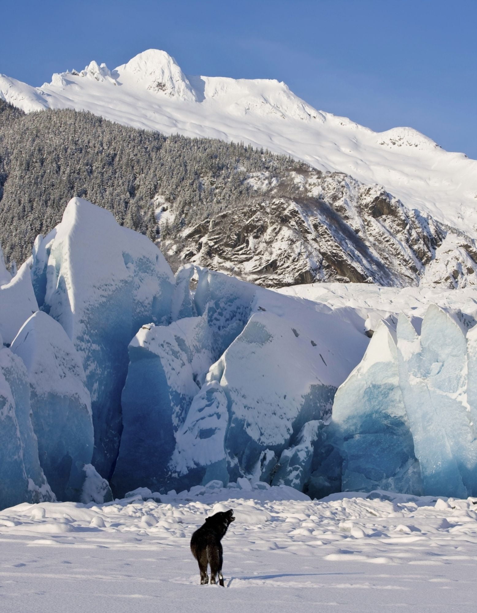 Howling On A Winter Afternoon A Black Wolf Calls Pack At The Face Of Mendenhall Glacier Tongass Forest Alaska Canvas Art - John Hyde  Design Pics (13 x 17)