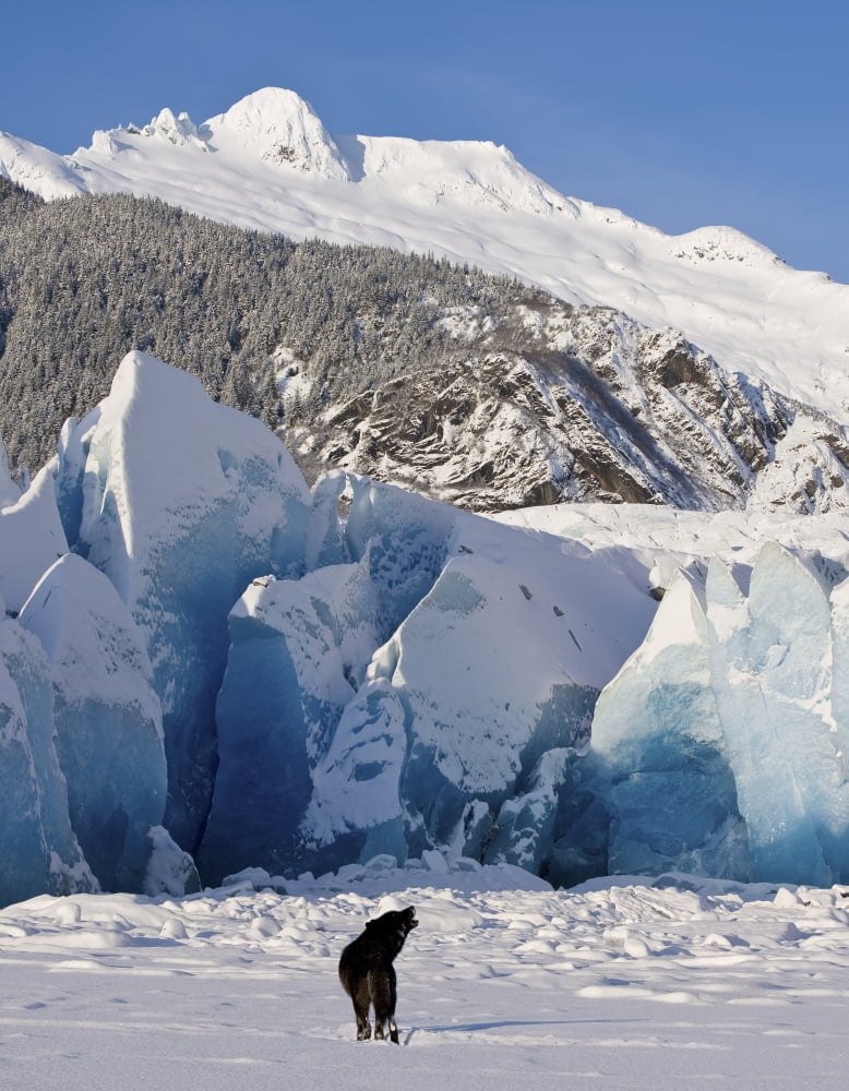 Howling On A Winter Afternoon A Black Wolf Calls Pack At The Face Of Mendenhall Glacier Tongass Forest Alaska Canvas Art - John Hyde Design Pics (26 x 34)
