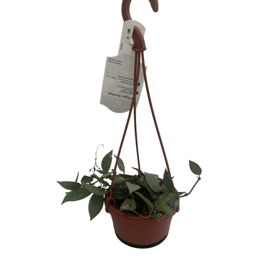 Hoya Arctic Houseplant - 4" Hanging Basket - Trailing Wax Plant