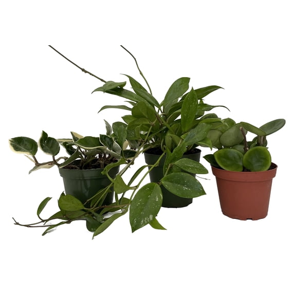 Hoya Assortment - 3 Pack in 4" Pots