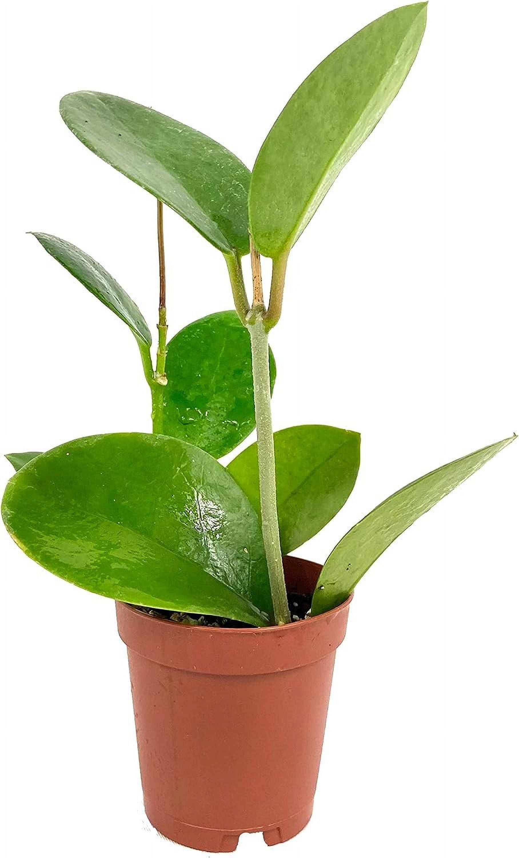 Hoya Australis Live Plant in a 2 Inch Pot Beautiful Vining Indoor Houseplants Straight from
